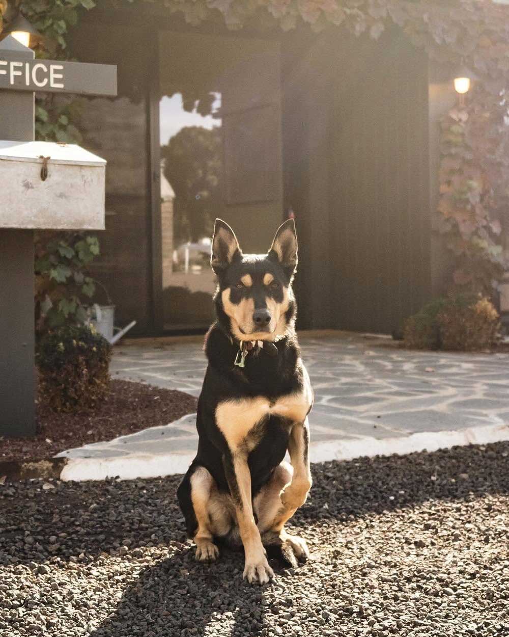 Dog in front of office